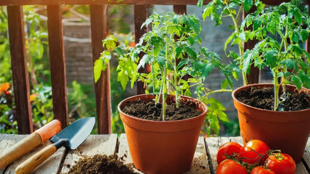 Jaką doniczkę wybrać do pomidorów na balkonie, aby uniknąć problemów? Jaką doniczkę wybrać do pomidorów na balkonie, aby uniknąć problemów?