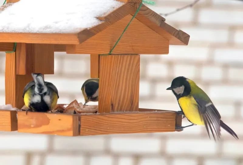 Jak dokarmiać ptaki na balkonie: sprawdzone metody i porady Jak dokarmiać ptaki na balkonie: sprawdzone metody i porady