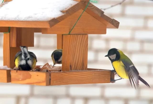 Jak dokarmiać ptaki na balkonie: sprawdzone metody i porady Jak dokarmiać ptaki na balkonie: sprawdzone metody i porady