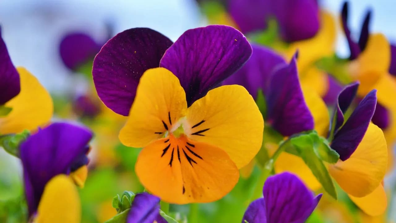 Jak sadzić bratki na balkonie, by uniknąć najczęstszych błędów Jak sadzić bratki na balkonie, by uniknąć najczęstszych błędów