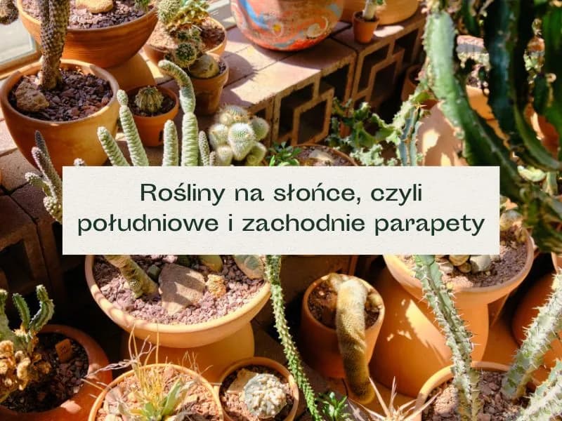 Jakie kwiaty na słoneczne okno – najlepsze rośliny do jasnych wnętrz Jakie kwiaty na słoneczne okno – najlepsze rośliny do jasnych wnętrz
