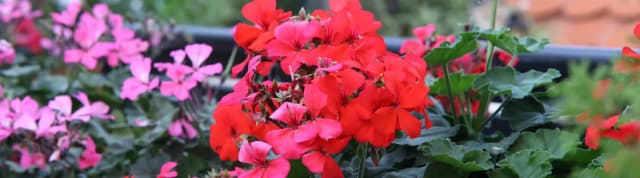 Jakie kwiaty na balkony - wybierz rośliny, które zachwycą każdego Jakie kwiaty na balkony - wybierz rośliny, które zachwycą każdego