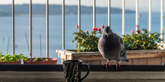 Skuteczne sposoby na odstraszenie gołębi z balkonu i ich unikanie Skuteczne sposoby na odstraszenie gołębi z balkonu i ich unikanie